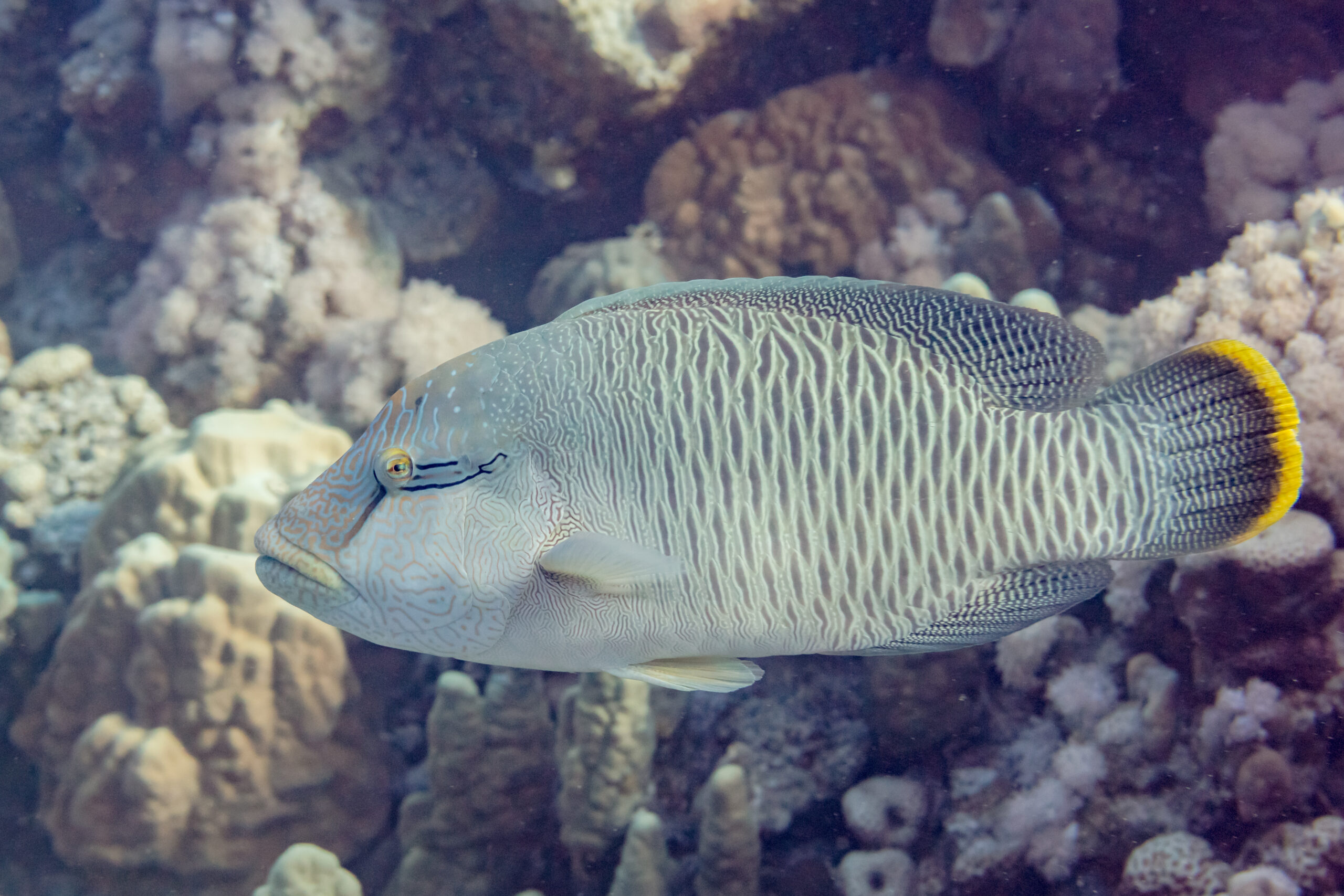 Napoleon wrasse (humphead wrasse) swimming over a coral reef