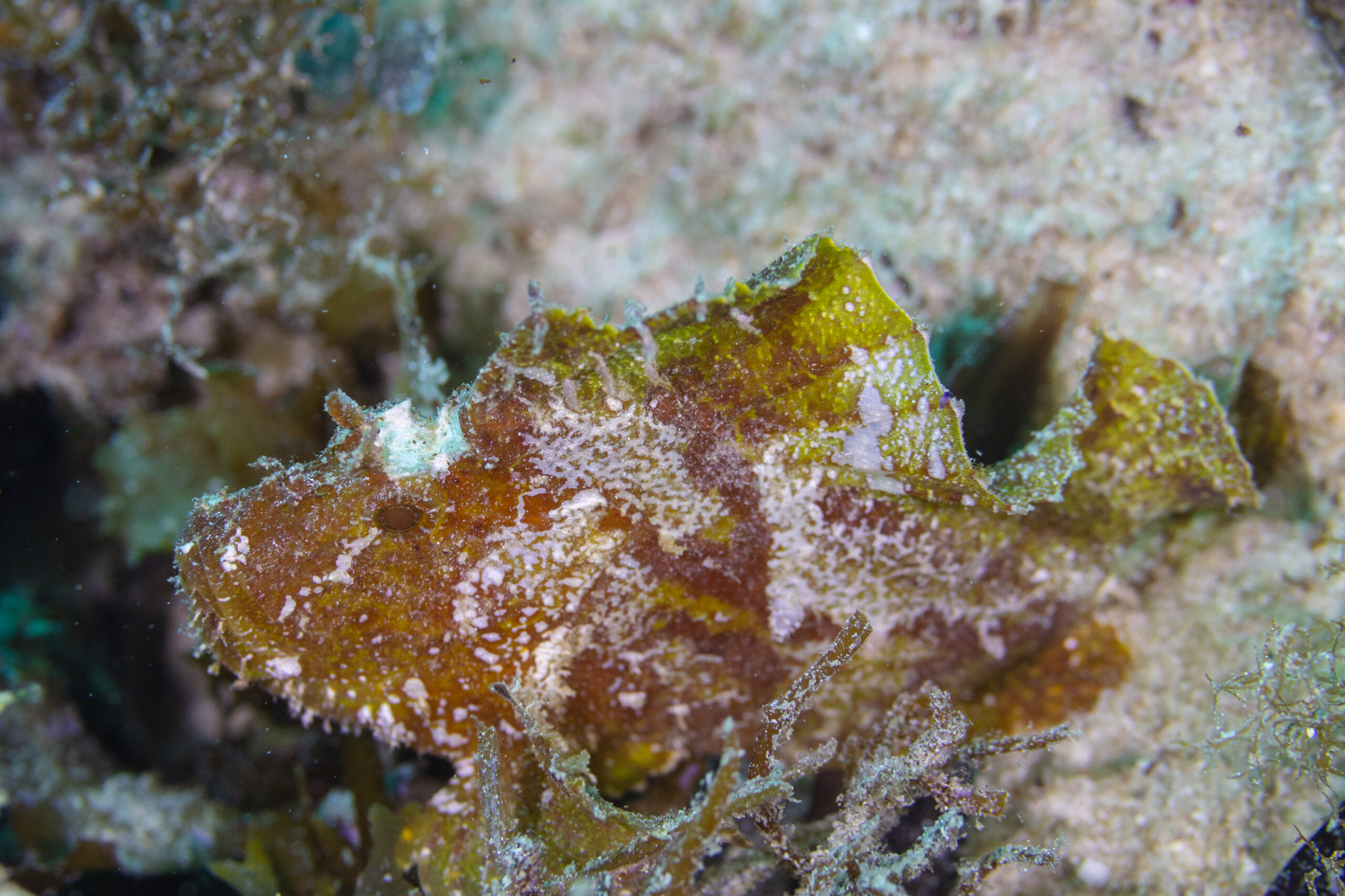Leaf scorpionfish camouflaged against the reef