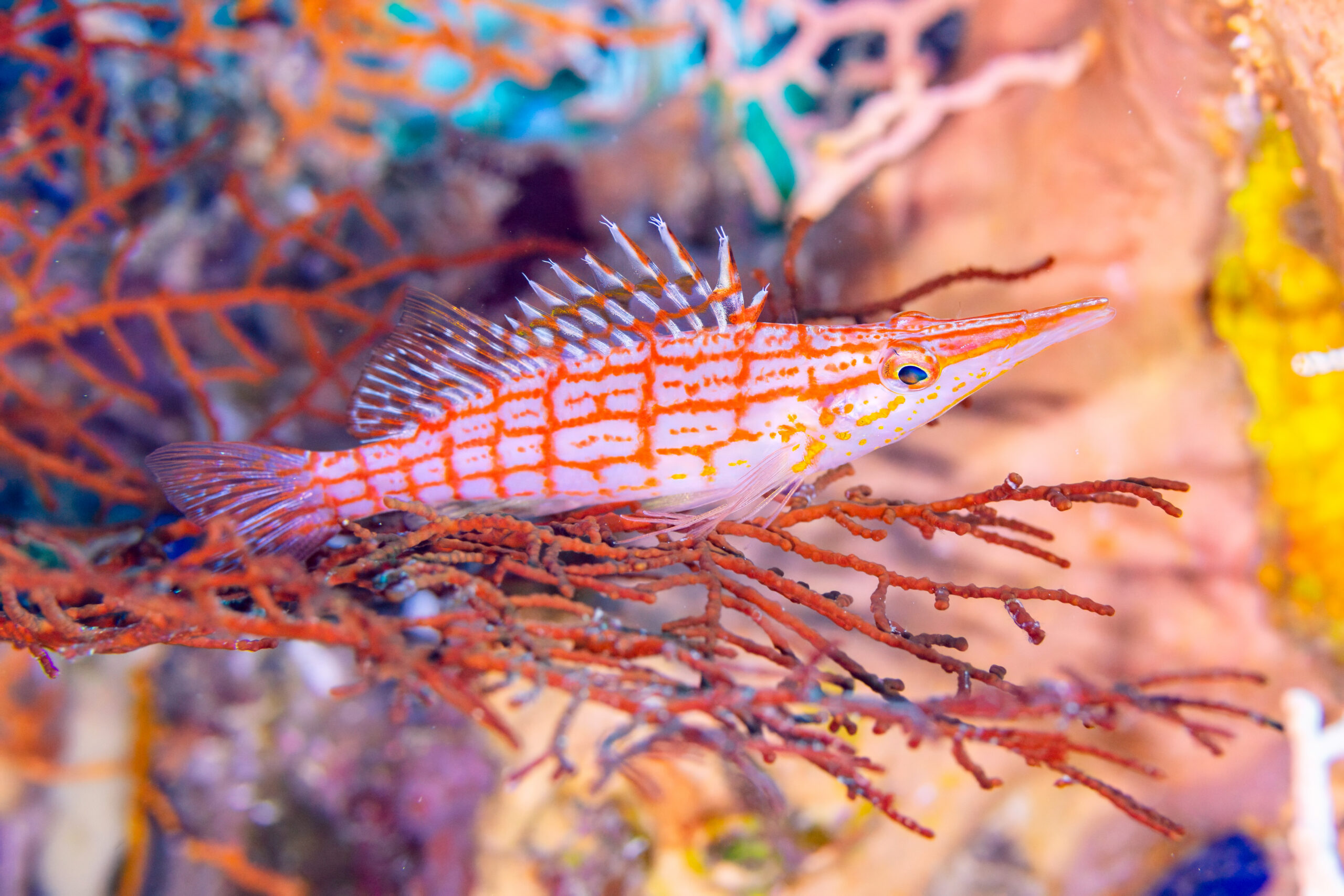 Longnose hawkfish resting on gorgonian fan coral