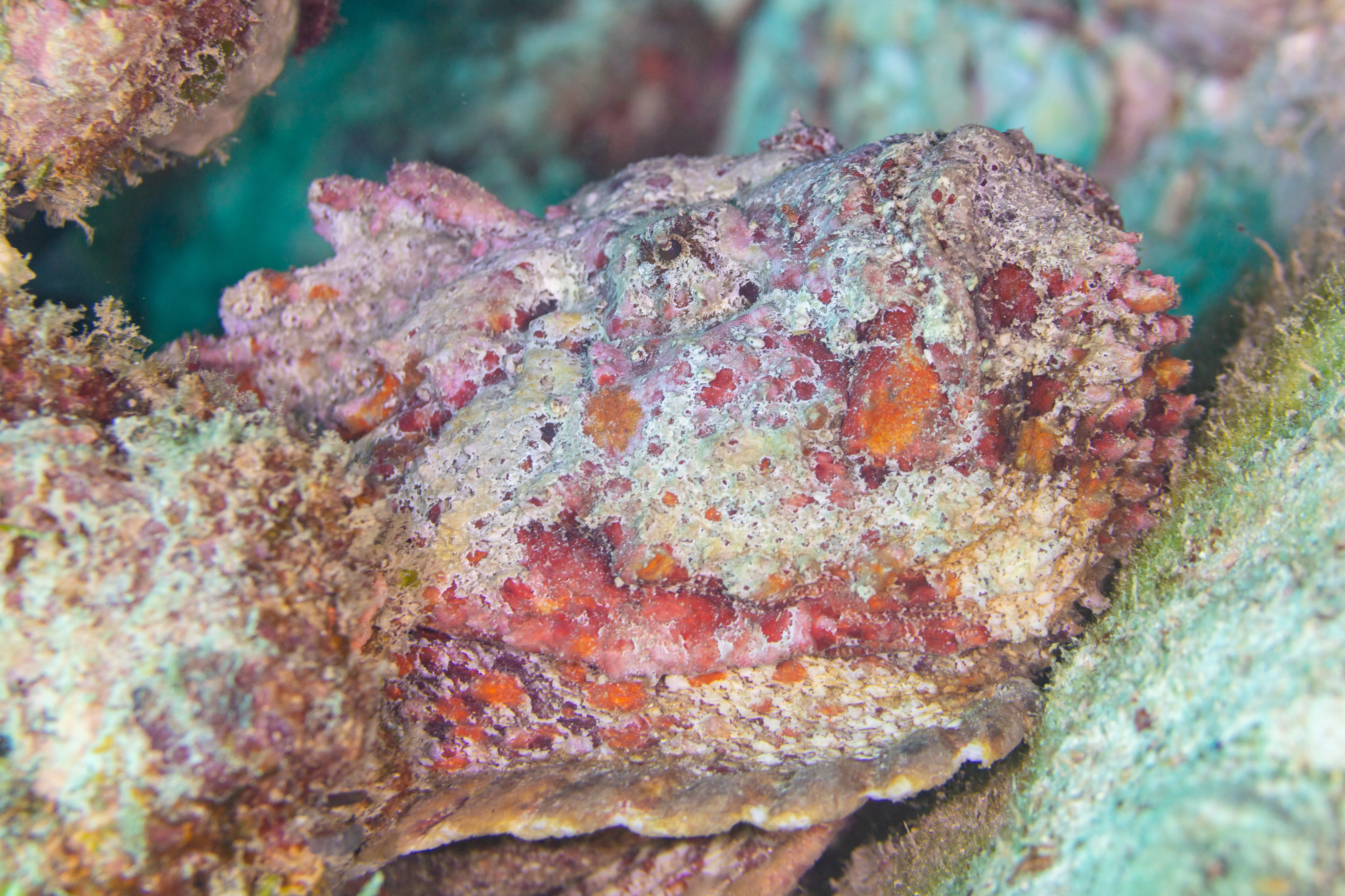 Reef stonefish camouflaged on the seabed