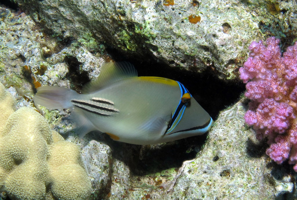 Picasso triggerfish with distinctive striped pattern over reef