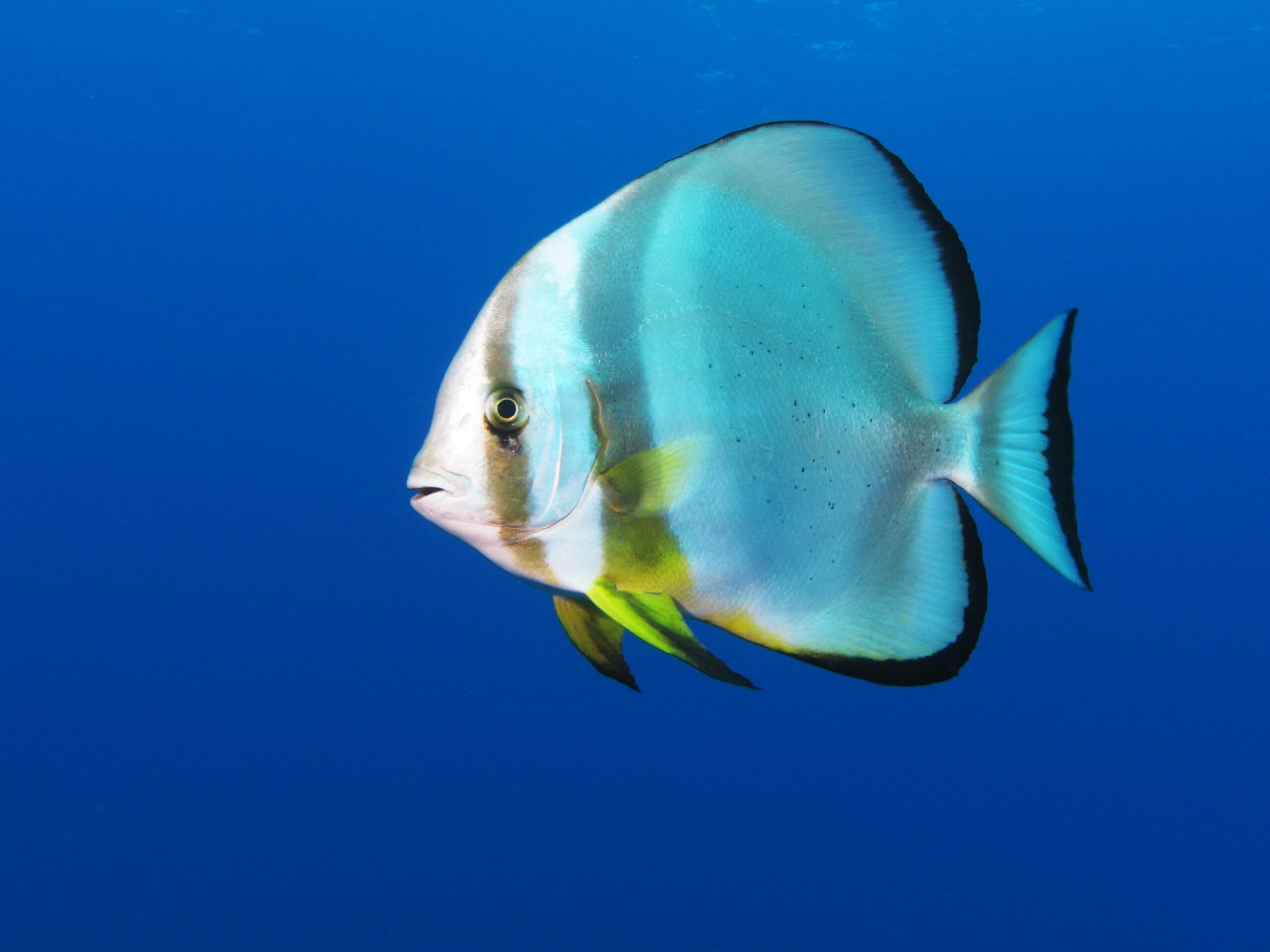 Orbicular batfish swimming near a coral reef underwater