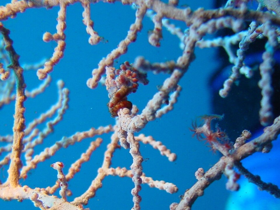 Pygmy seahorse camouflaged on a gorgonian fan in Tulamben, Bali