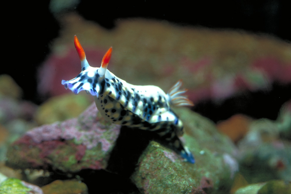 Colorful nudibranch resting on underwater marine growth
