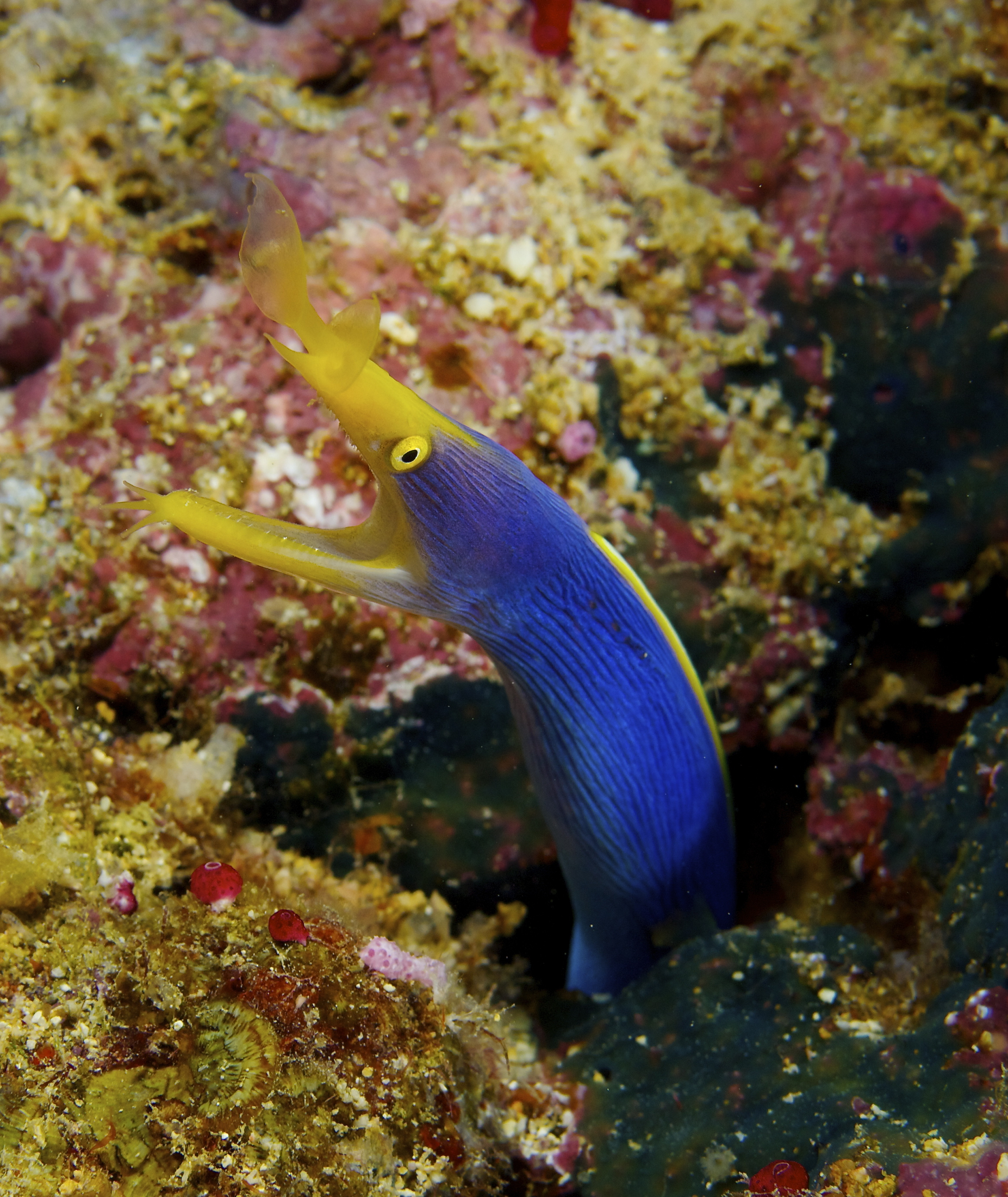 Brightly colored ribbon eel emerging from a sandy coral reef