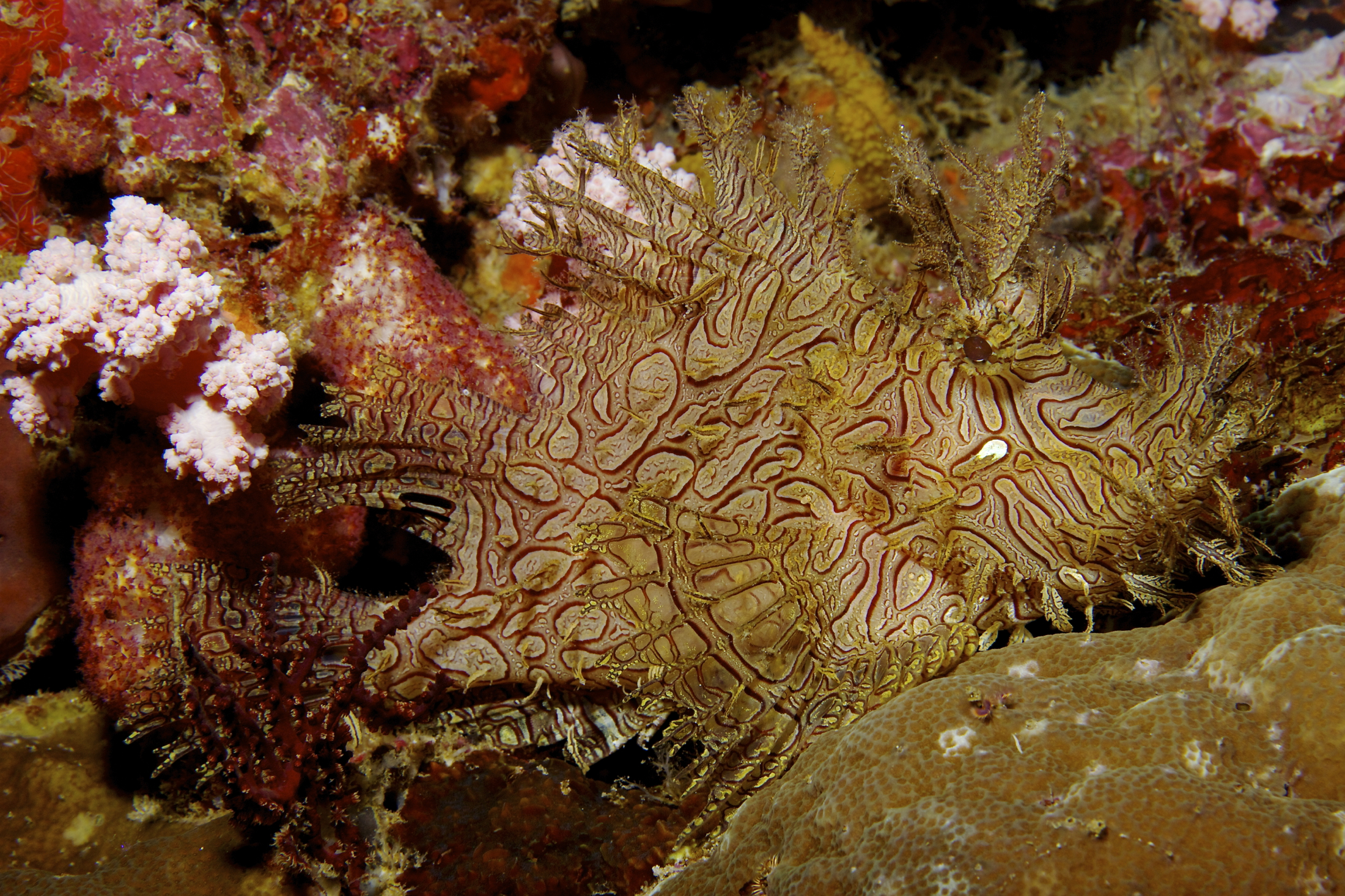 Lacy scorpionfish (Rhinopias aphanes) on the seabed