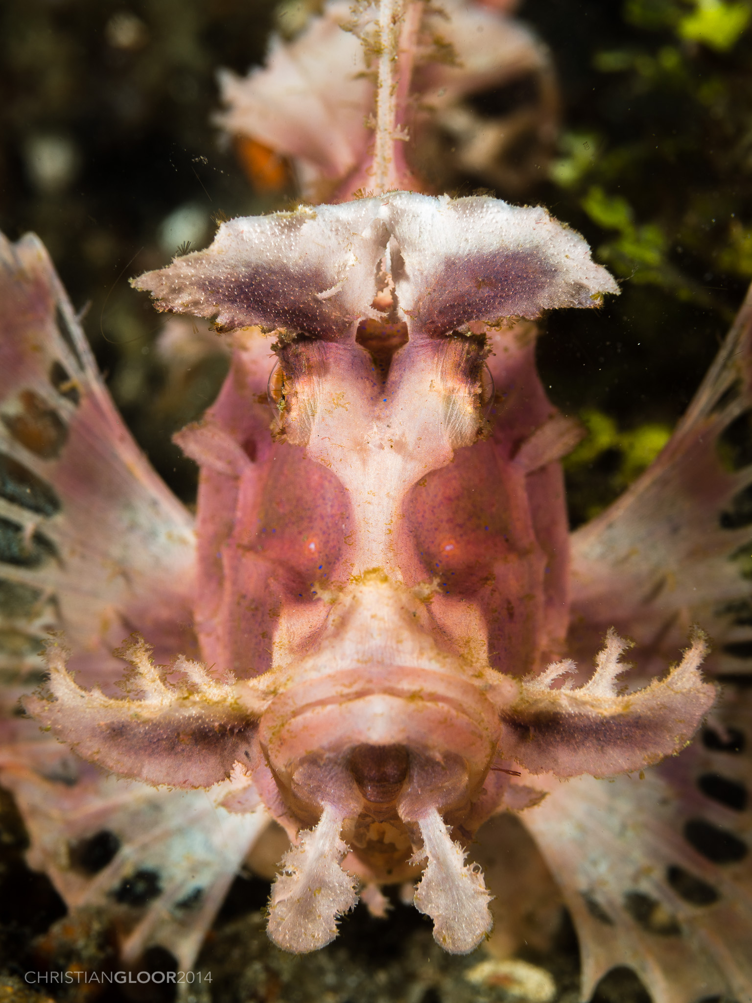 Eschmeyer's scorpionfish (Rhinopias eschmeyeri) resting on the muck seabed