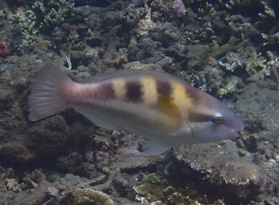 Scarus dimidiatus parrotfish on a reef in Bali, Indonesia