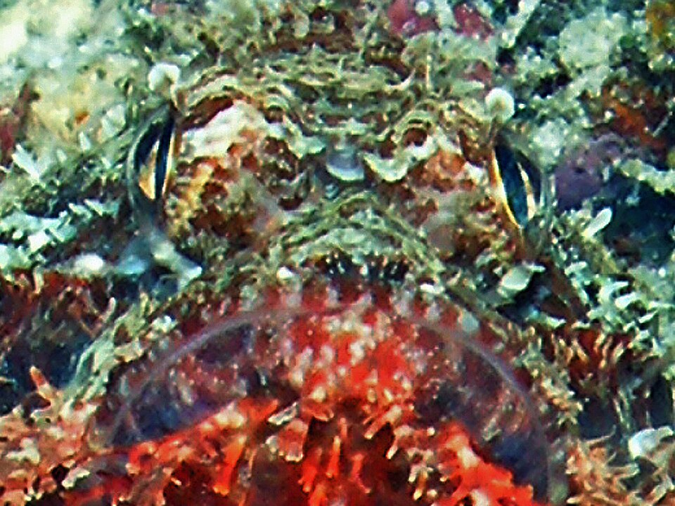 Scorpionfish camouflaged on a reef in Indonesia