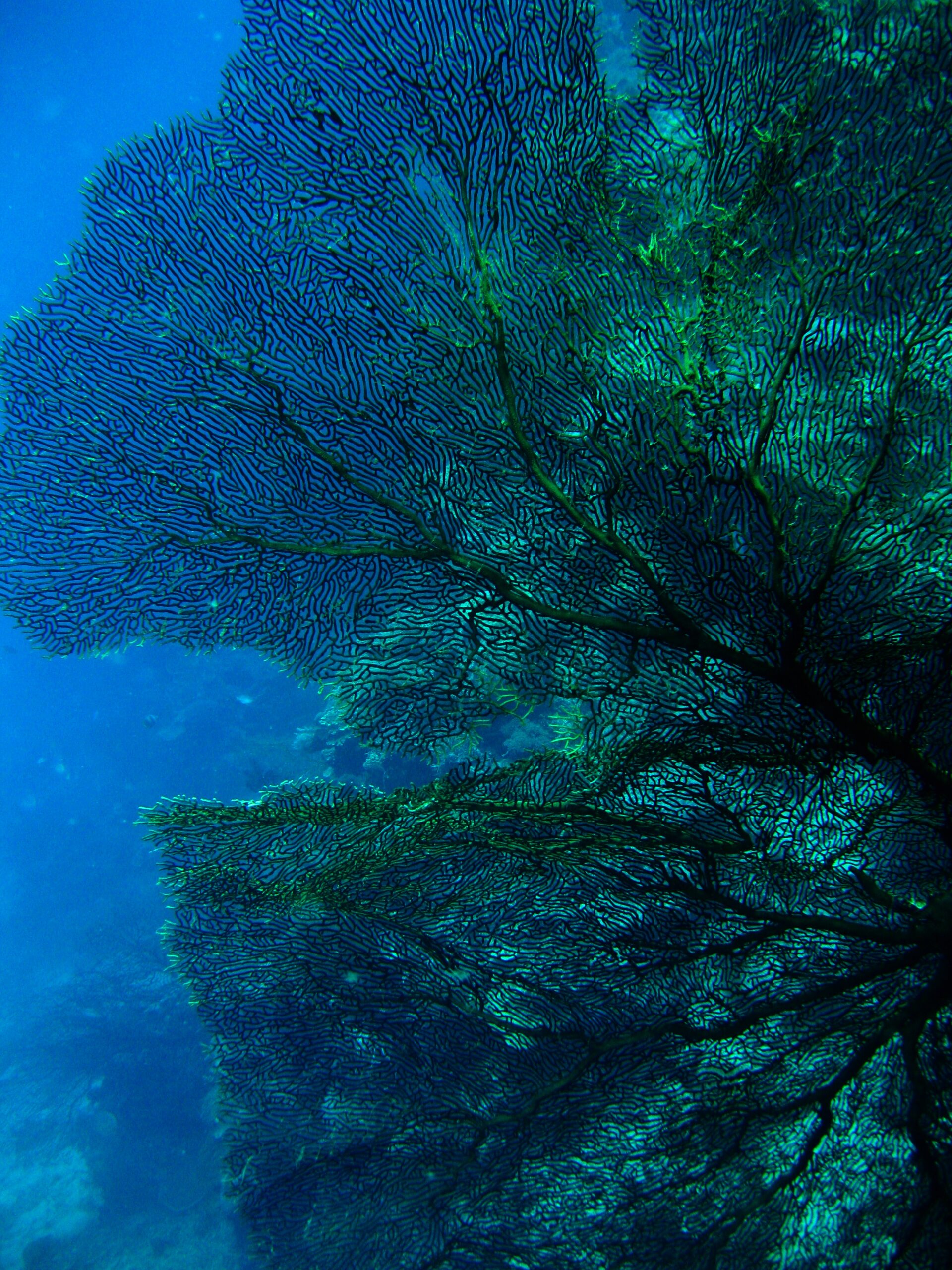 Gorgonian sea fan growing on a reef in Bali, Indonesia