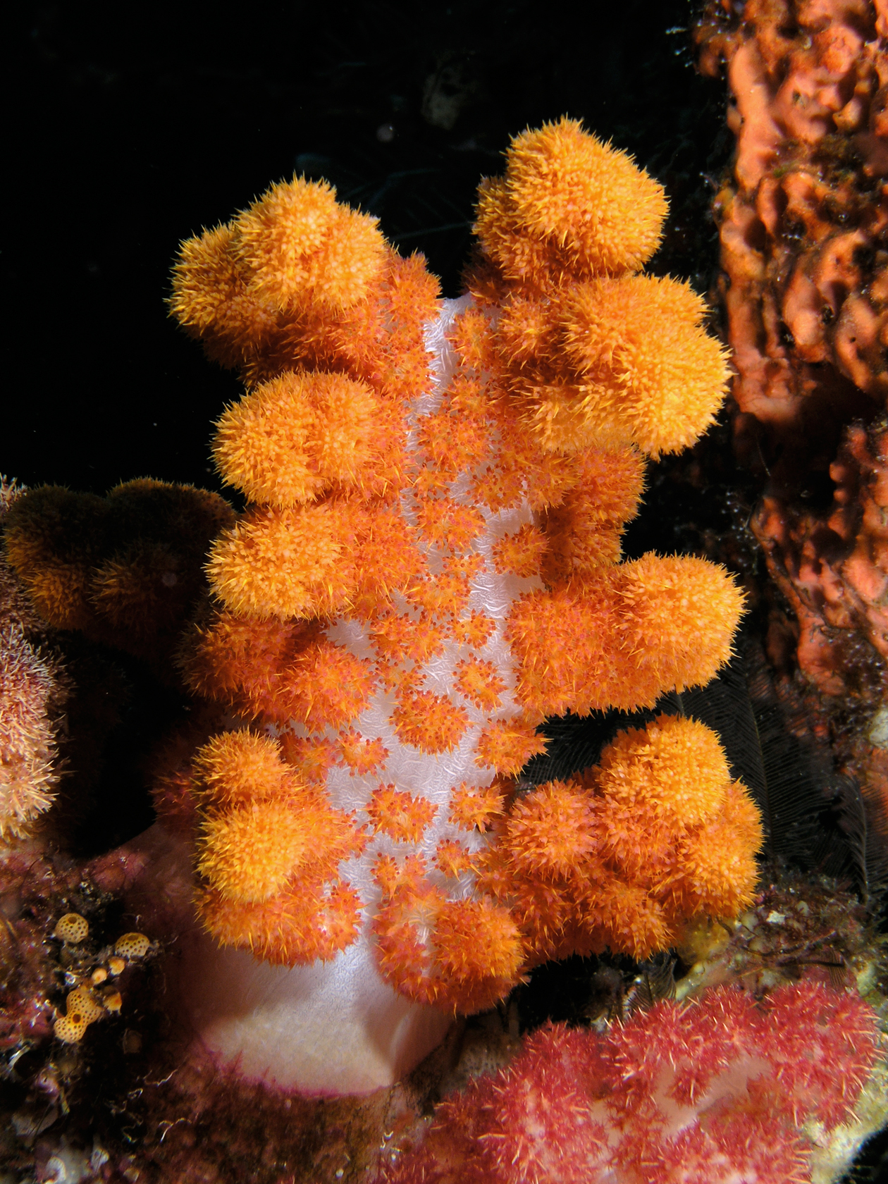 Orange Soft Coral (Dendronephthya sp.) — Komodo