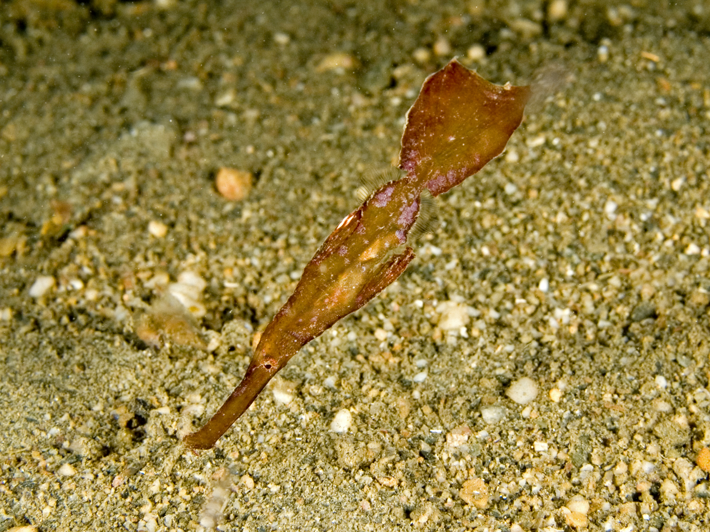 Robust ghost pipefish camouflaged among underwater vegetation