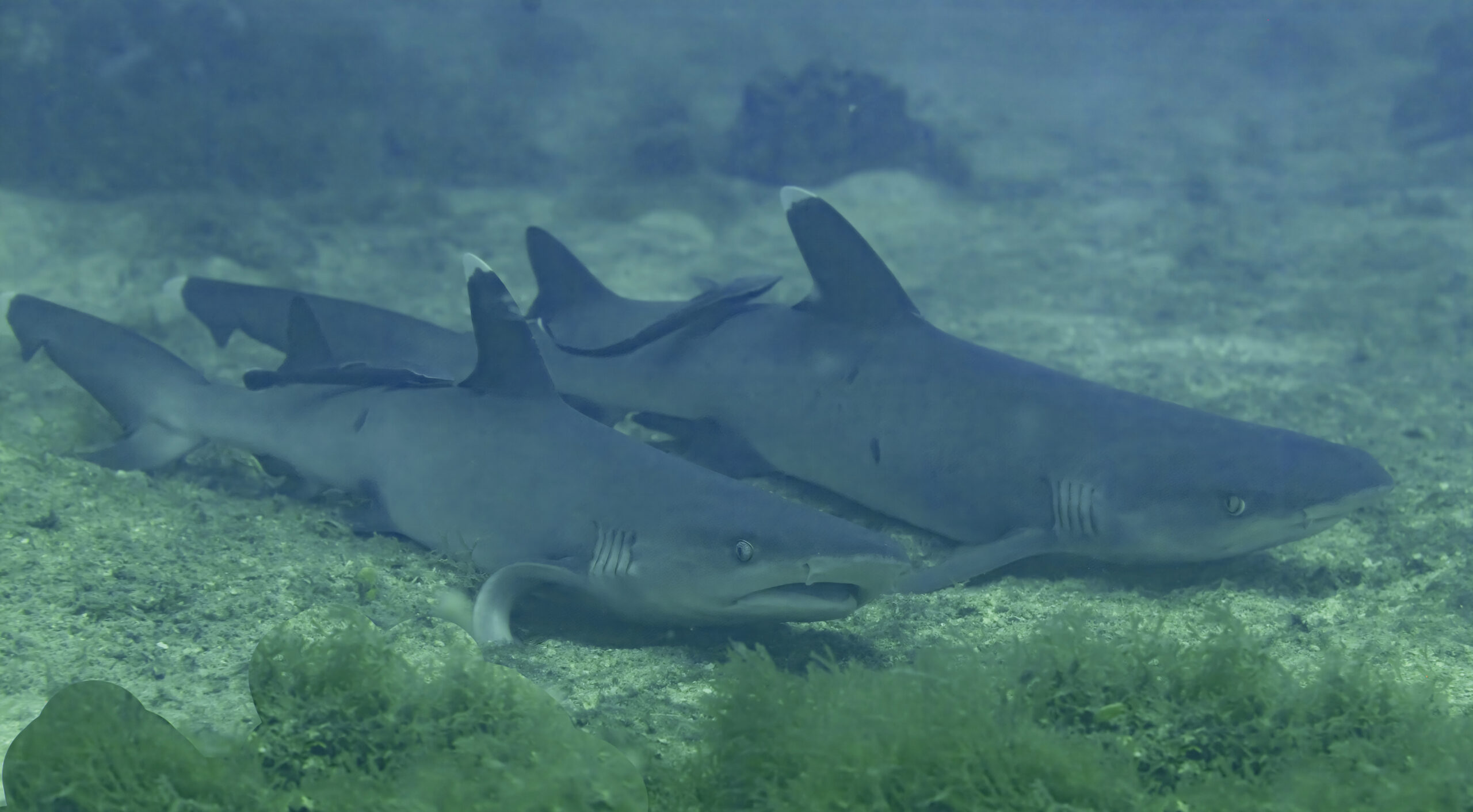 Whitetip reef sharks resting on a coral reef