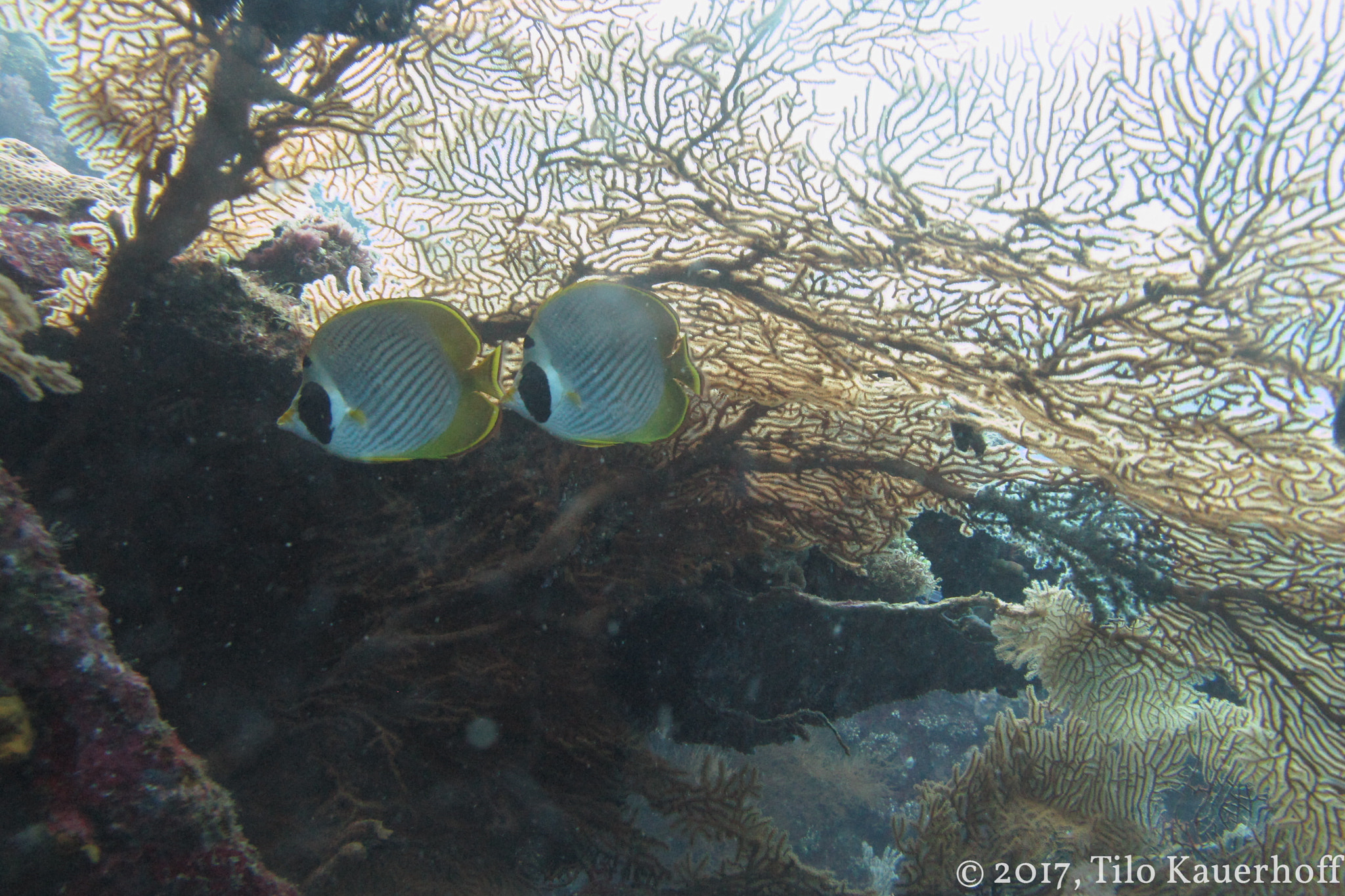 Sea fan sheltering fish on a coral reef in Bali