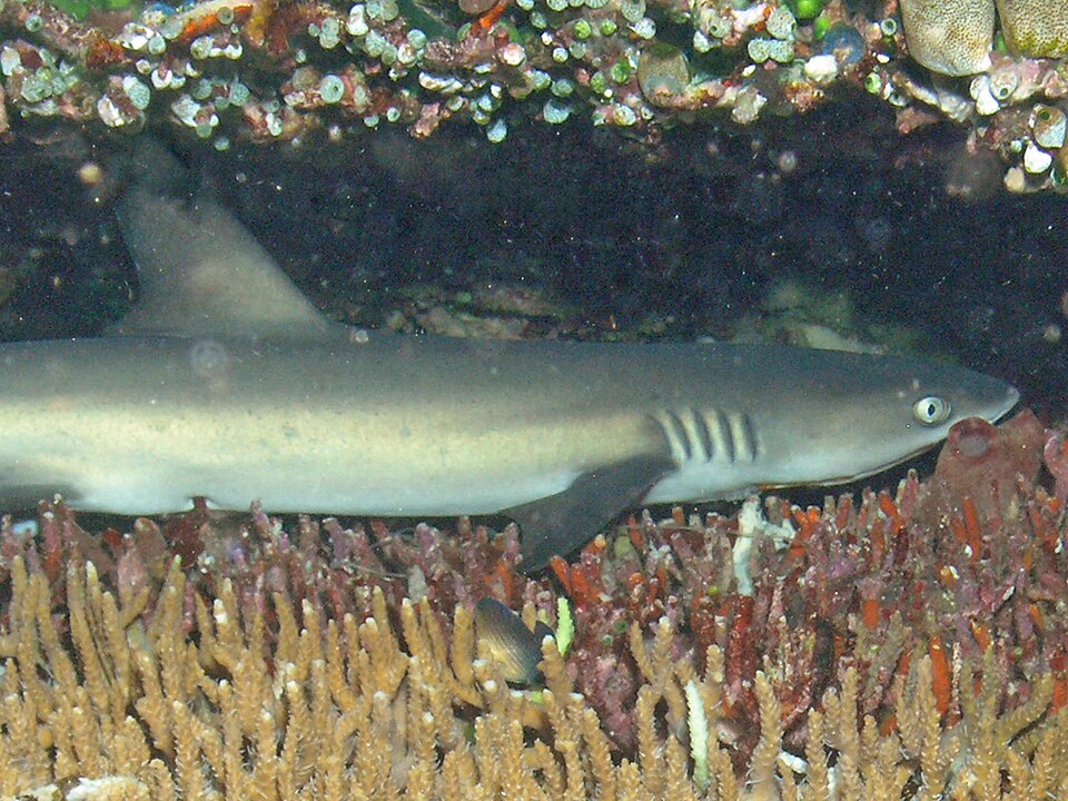Whitetip reef shark resting on a reef in Indonesia
