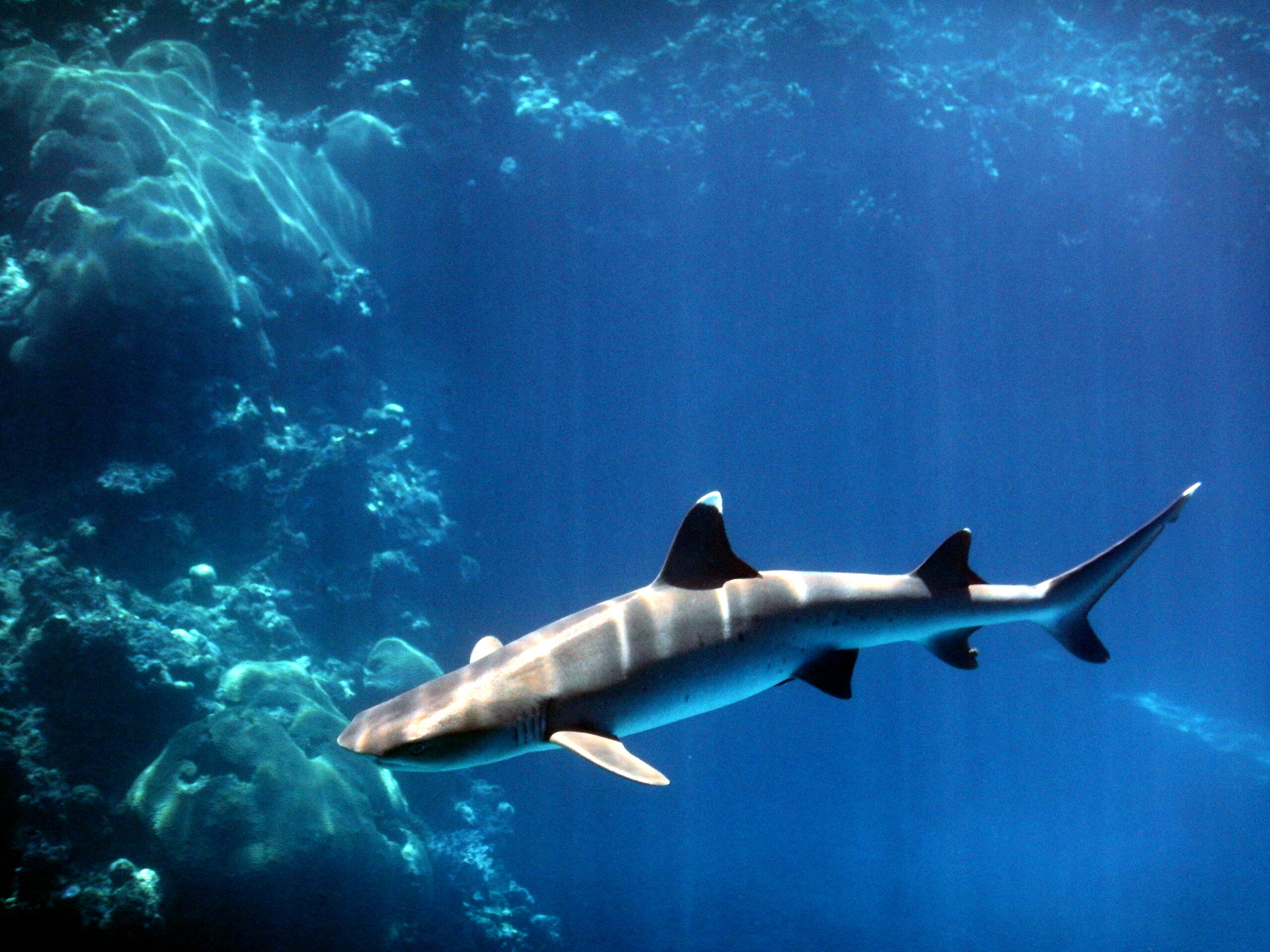Whitetip reef shark swimming above a tropical reef