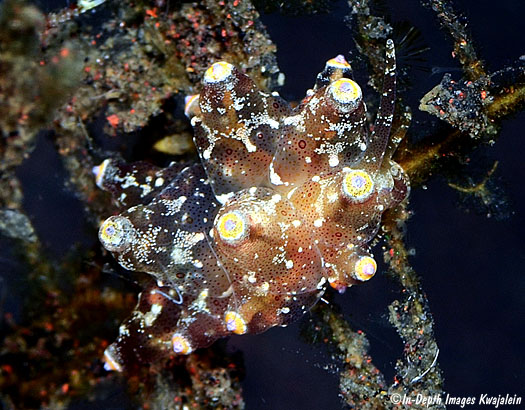 Eubranchus sp. b056 nudibranch on a hydroid in Tulamben, Bali