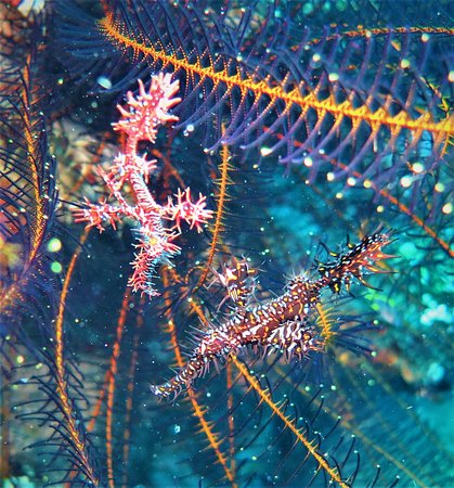 Robust ghost pipefish, Solenostomus cyanopterus, underwater in Indonesia