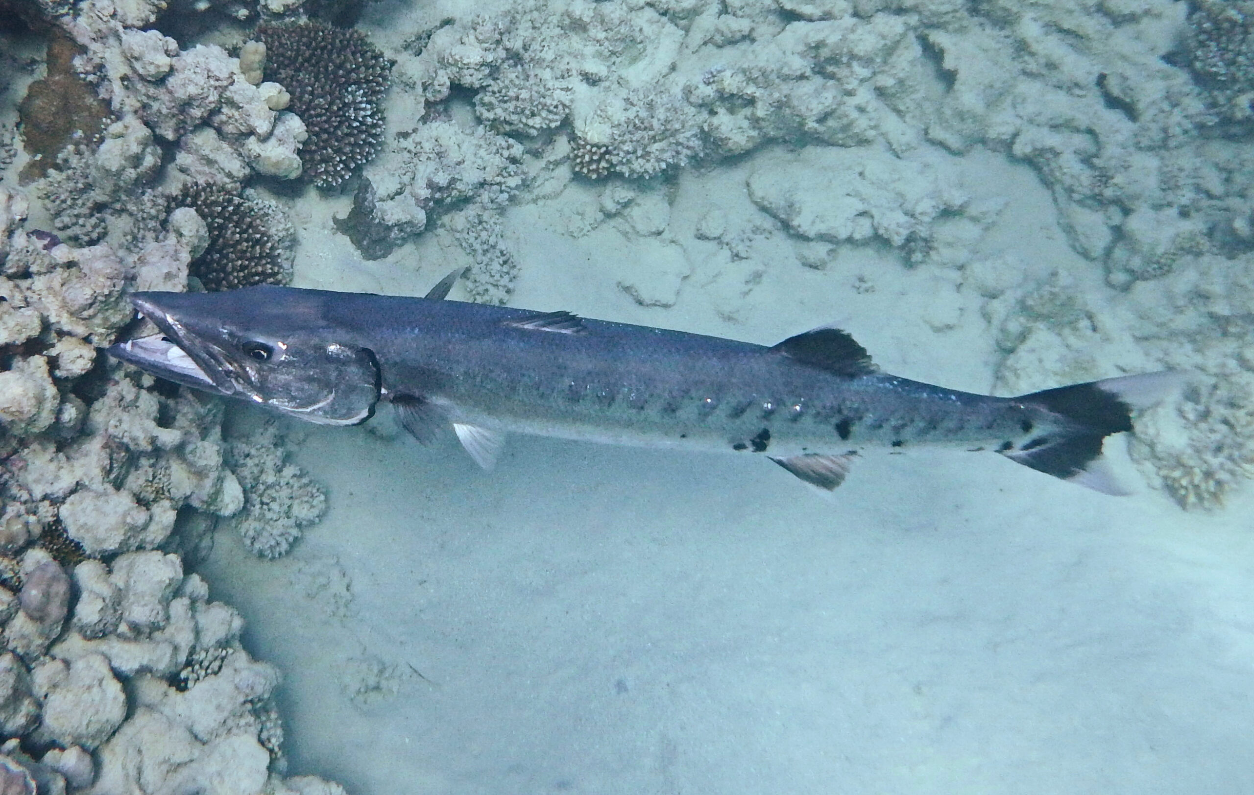 Great barracuda swimming above a coral reef