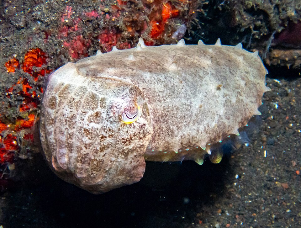 Broadclub cuttlefish, Acarosepion latimanus, changing colour on a reef in Bali