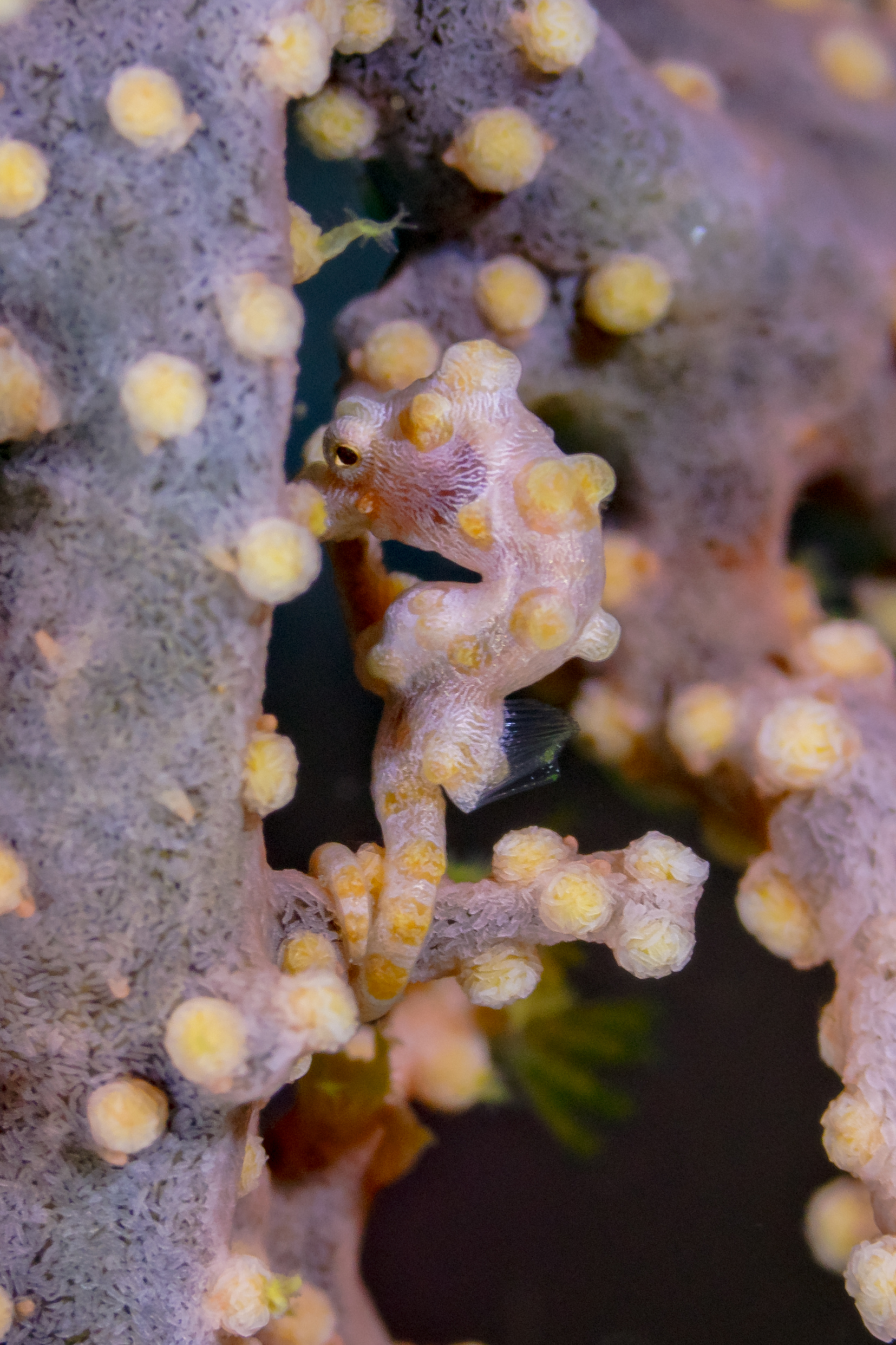 Pygmy seahorse clinging to its coral host