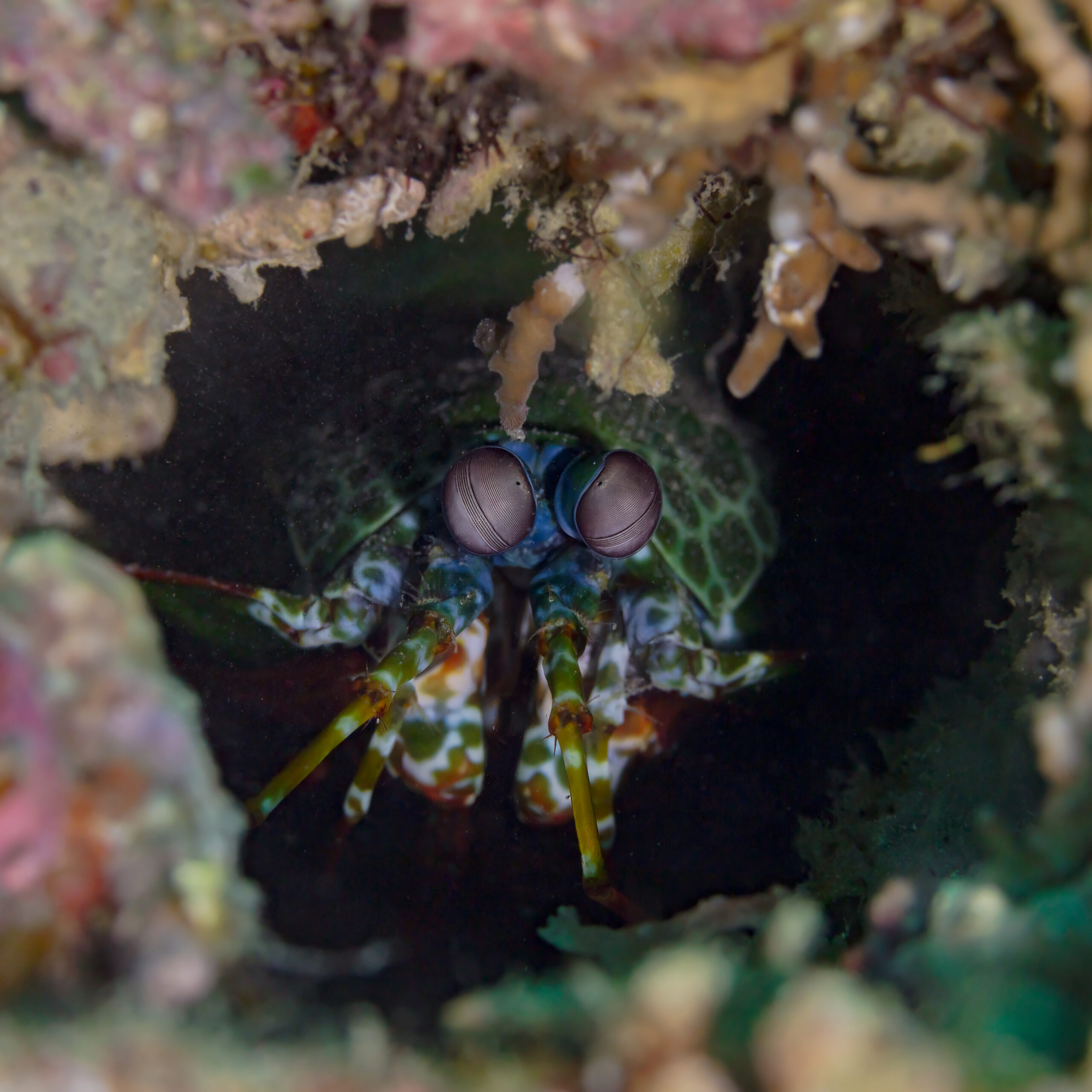 Peacock mantis shrimp emerging from a reef burrow