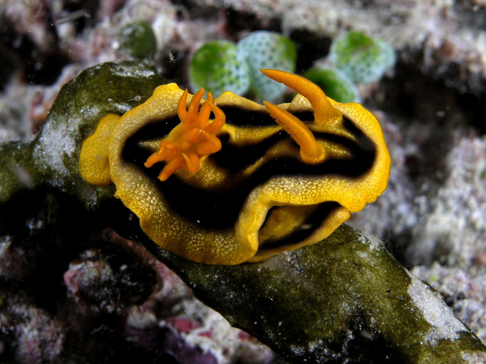 Black and yellow nudibranch on a reef