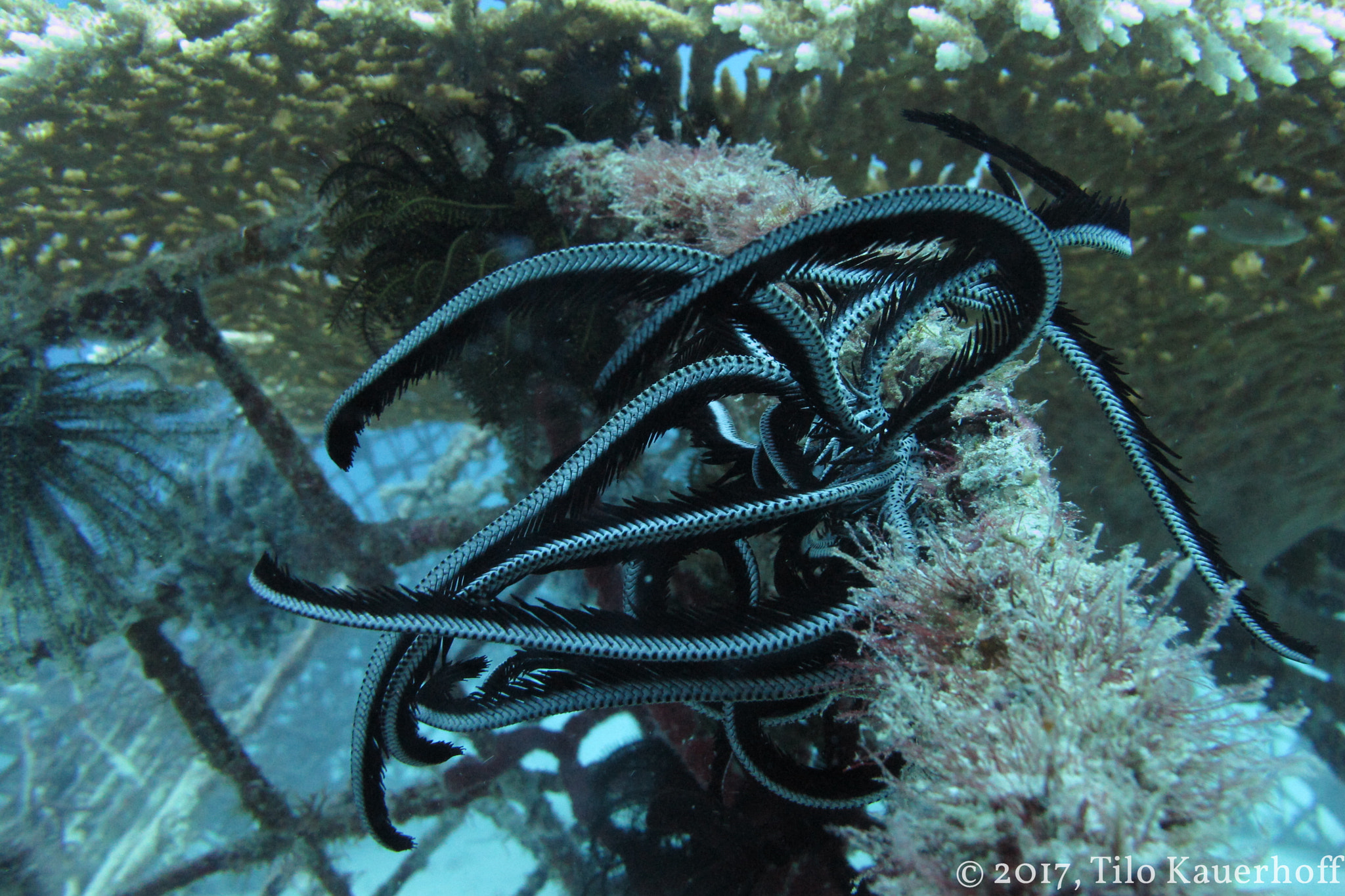 Feather star attached to an underwater reef structure