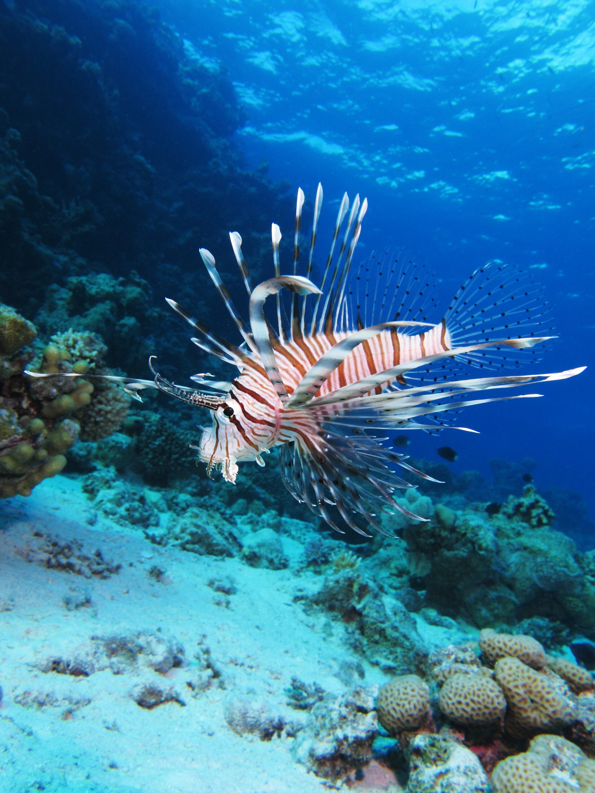 Lionfish with extended fins hovering above underwater reef growth