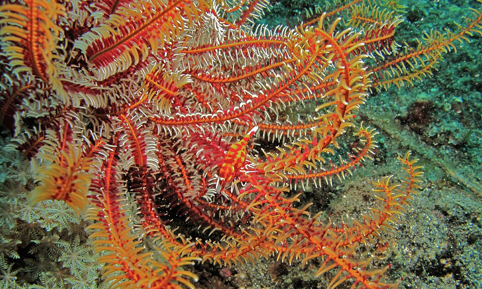 Crinoid shrimp, Laomenes cornutus, perched on a feather star in Indonesia