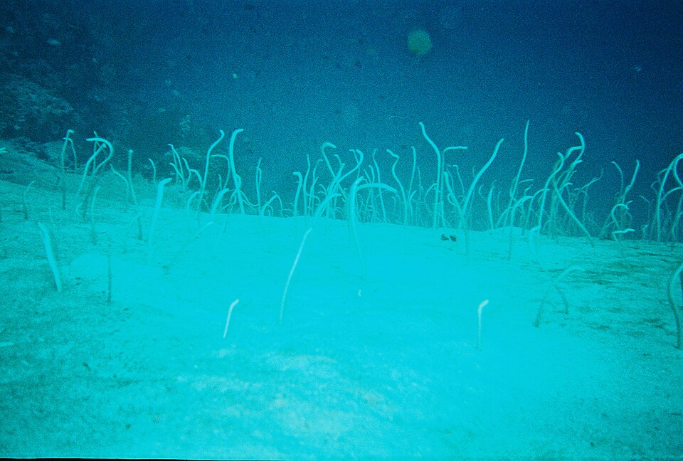 Colony of garden eels emerging from the sand in Bali, Indonesia