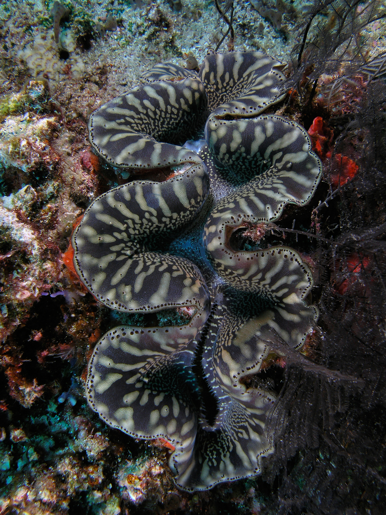 Giant clam embedded in a coral reef