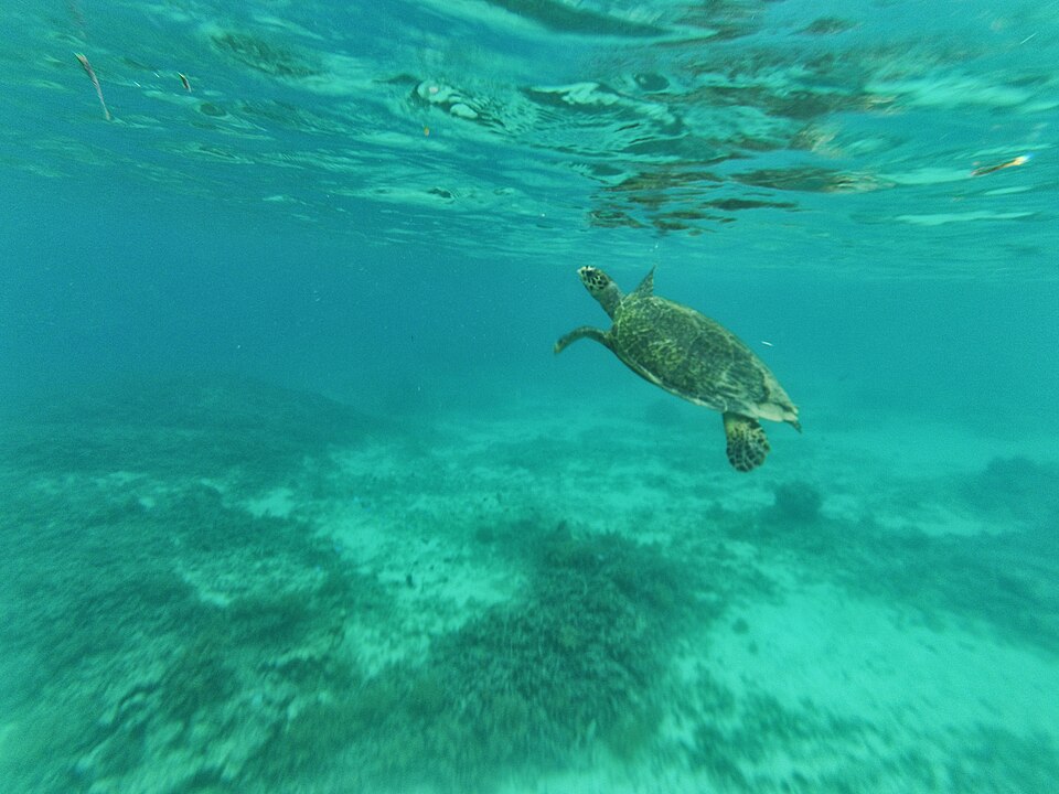 Sea turtle swimming over a reef at Gili Trawangan, Lombok, Indonesia