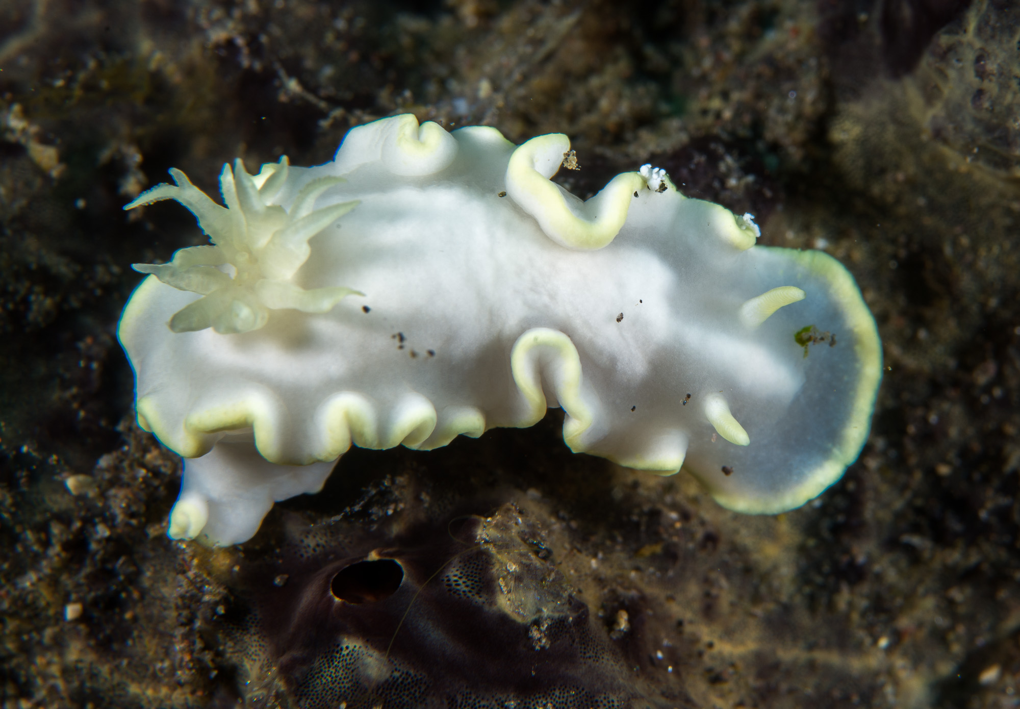 White nudibranch crawling across an underwater reef surface