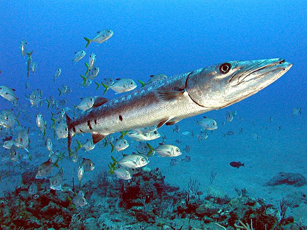 Great barracuda swimming with reef fish in open blue water