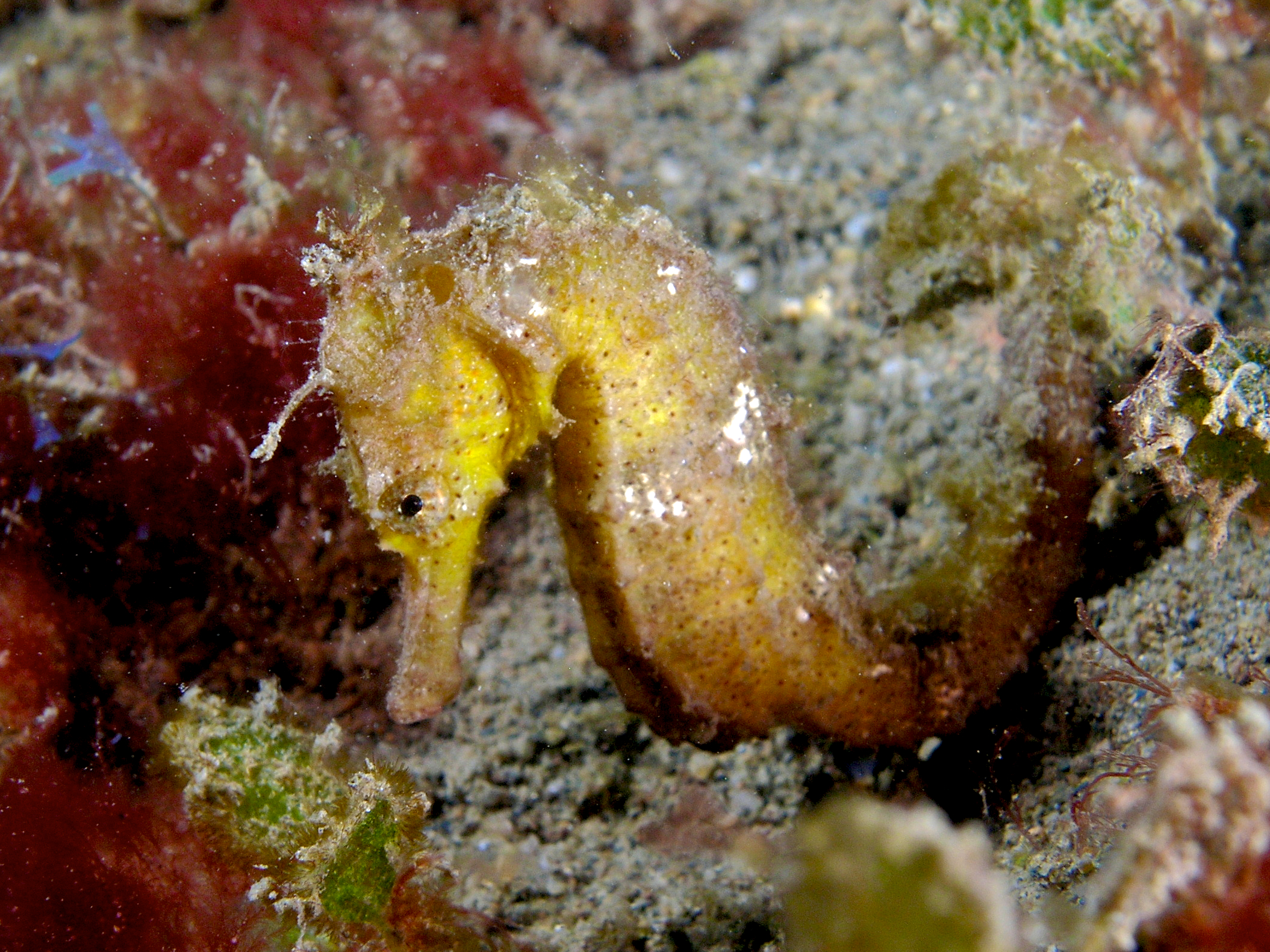 Yellow estuary seahorse gripping seagrass
