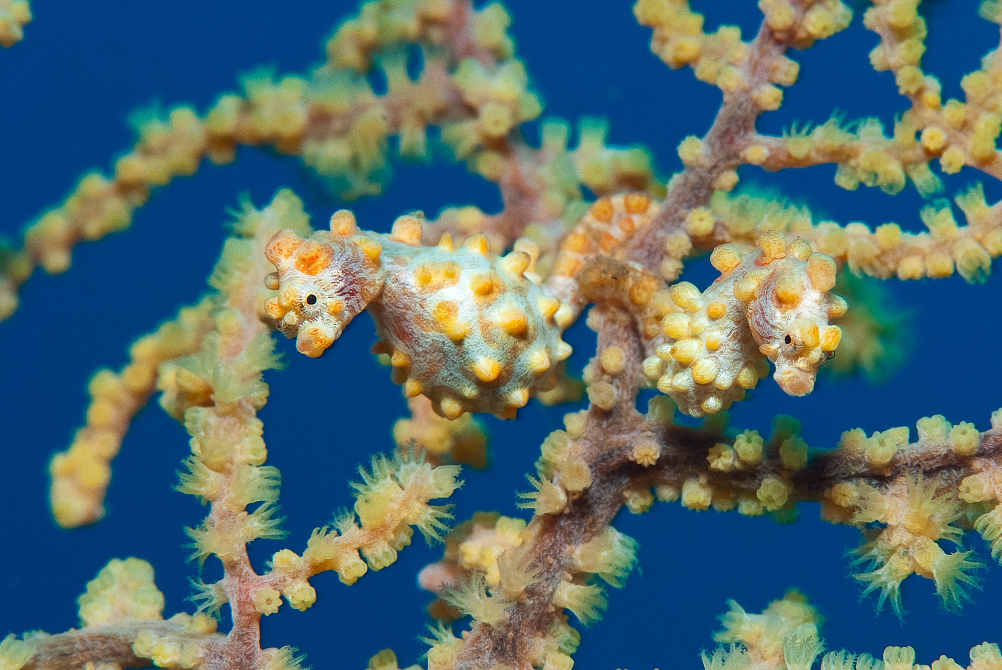 Yellow pygmy seahorse camouflaged on a coral sea fan