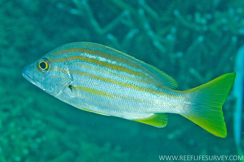Stripey snapper, Lutjanus carponotatus, on a reef in Indonesia