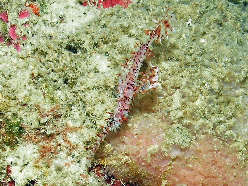 Ornate ghost pipefish, Solenostomus paradoxus, camouflaged in Indonesia