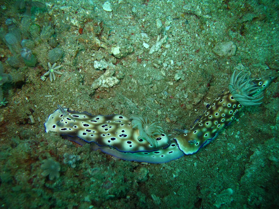 Two Hypselodoris tryoni nudibranchs trailing one another on a reef in Sekotong, Lombok