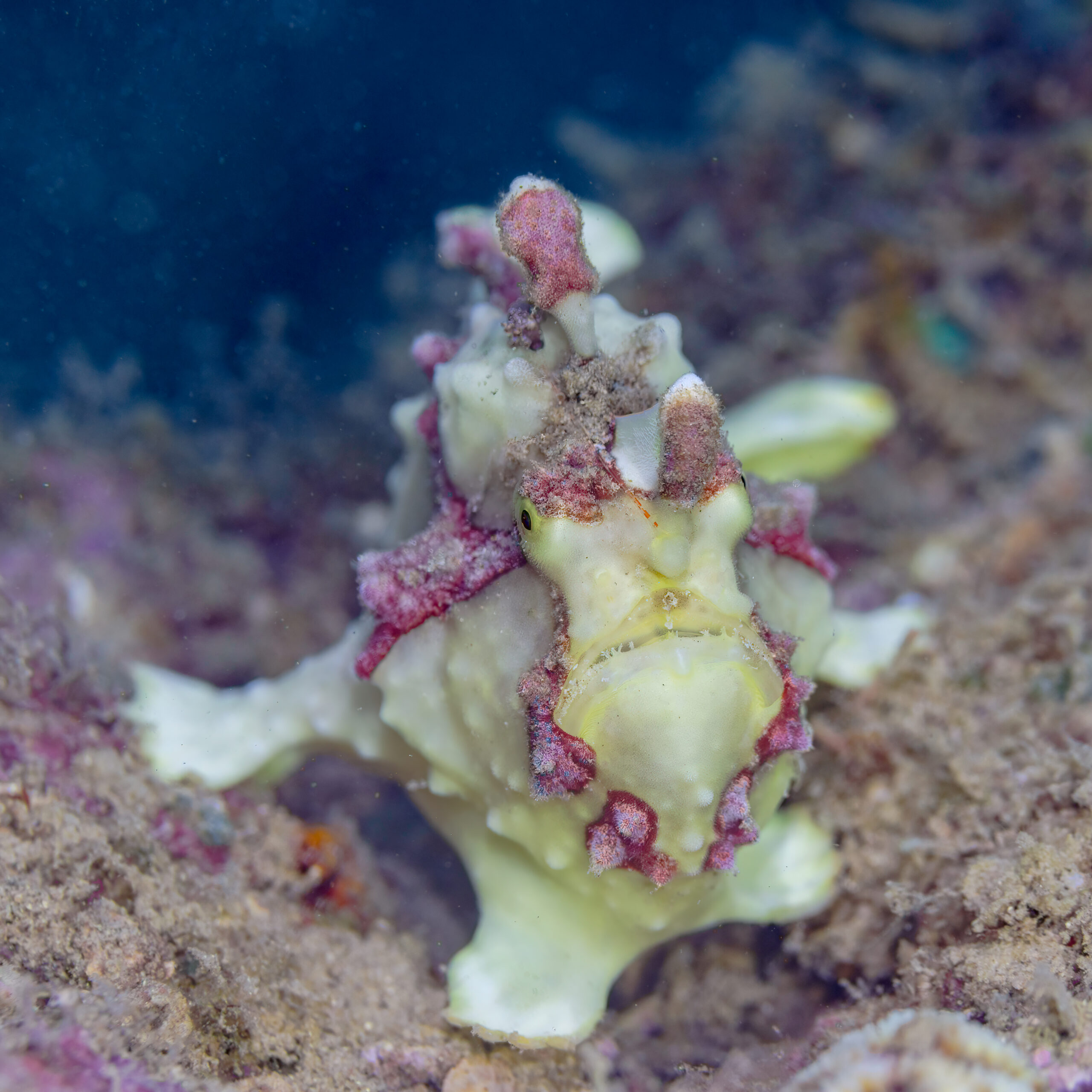 Warty frogfish resting on the seafloor