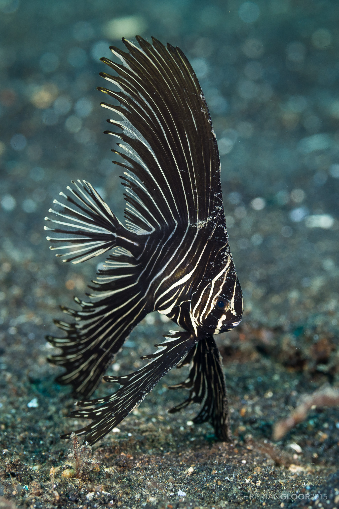 Batfish swimming near reef in Lembeh Strait