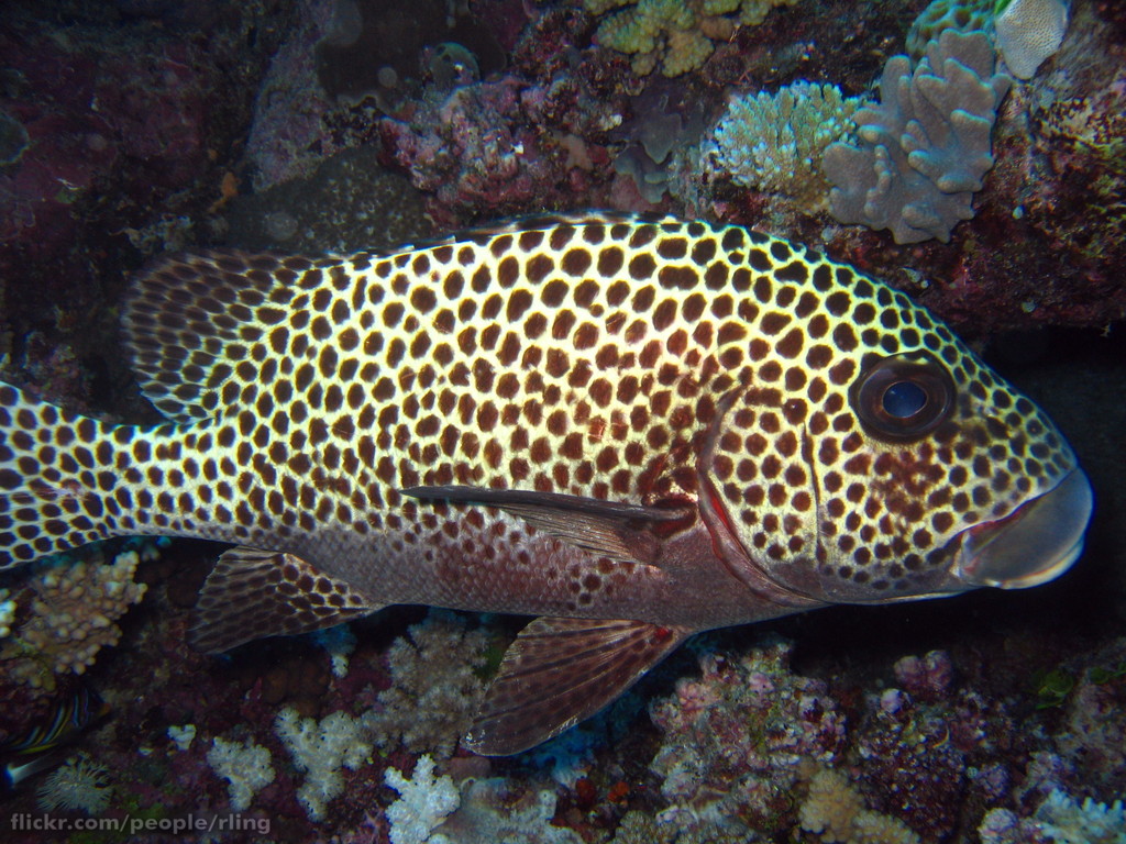 Harlequin sweetlips with spotted body and bold patterns resting near coral