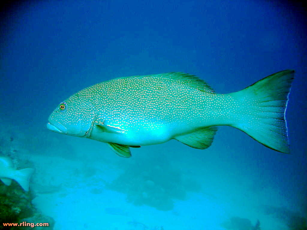 Coral trout grouper with blue spots over a reef at Ribbon Reefs