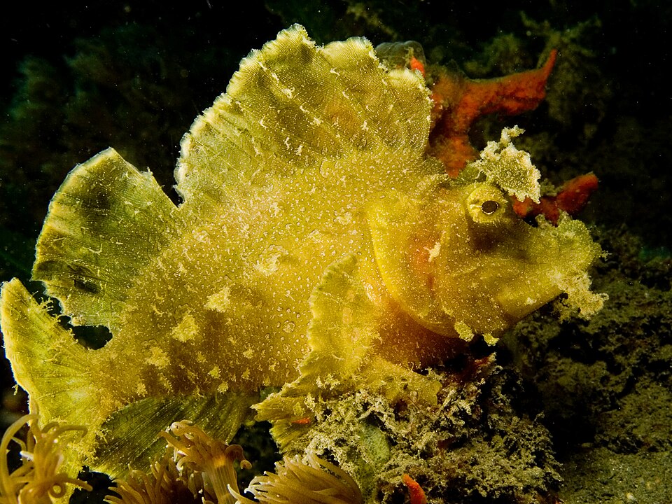 Rhinopias scorpionfish camouflaged on the seabed
