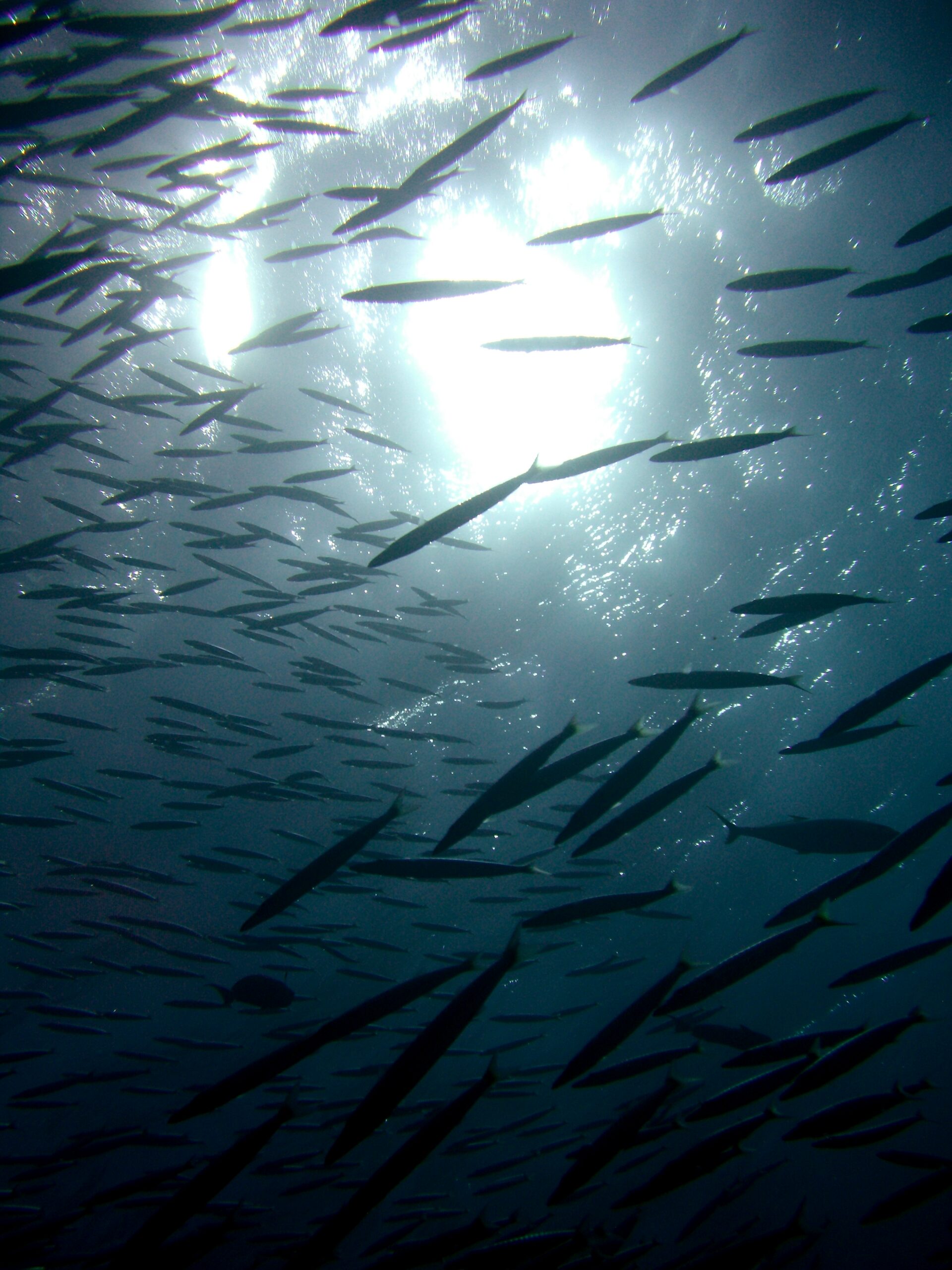Barracuda silhouette swimming through deep blue underwater light