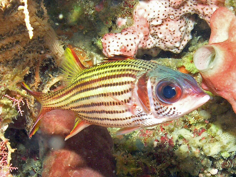 Spotfin squirrelfish, Neoniphon sammara, on a reef in Indonesia