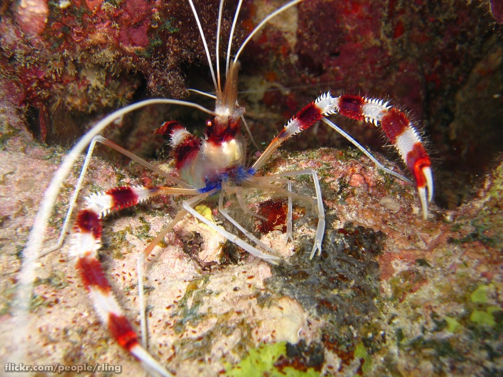 Banded coral shrimp hiding among coral reef growth