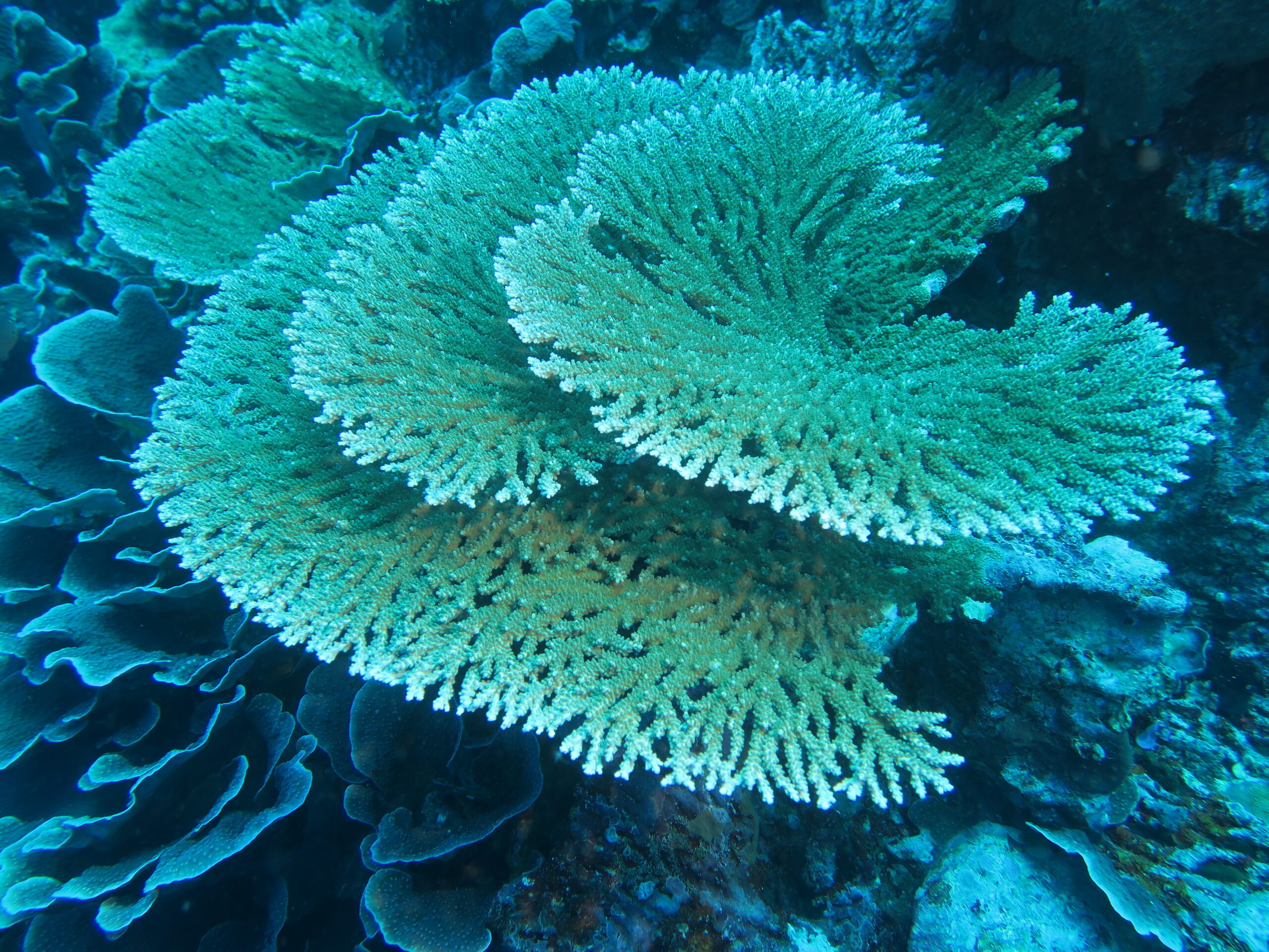 Broad table coral growing on an Indonesian underwater reef
