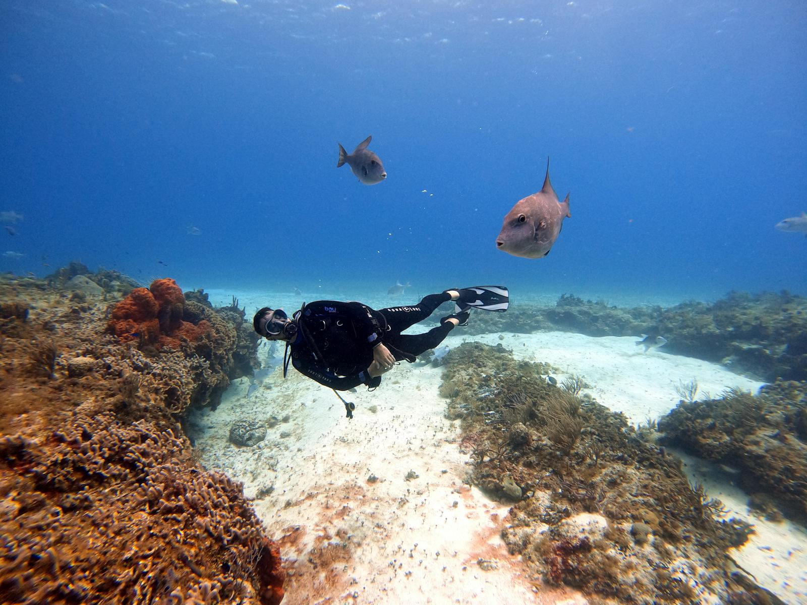 Guided Dives at Bali’s Best Sites